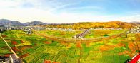 溢水镇：油菜花开春光美   农旅融合促振兴