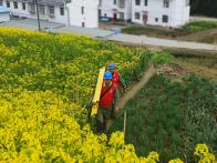 县供电公司：春暖花开巡线忙