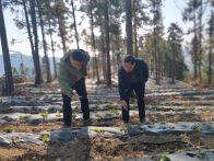 大庙乡大力发展林下经济