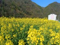 楼台乡：油菜花开春意浓  和美乡村入画来