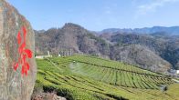 得胜镇：春季飞防　茶园飘香
