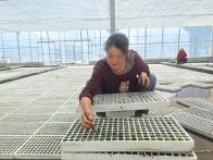楼台乡：不负好春光 育苗正当时