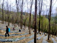 竹山白玉垭林场：林下种药   增厚“绿色家底”