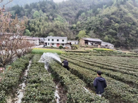 茶园迎来“及时雨” 缓解茶农“燃眉急”