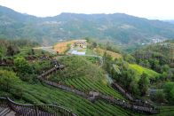 县农业农村局全力服务刘家山茶旅融合示范村建设