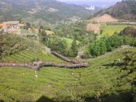 电力赋能茶产业 春茶飘香富民生 ——30万亩茶园托起乡村振兴“金叶子”