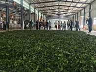 大庙乡：探茶产业实况  聚谋产业新程
