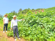 溢水镇：300亩油茶林里的南瓜致富梦