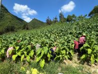 楼台乡：烟叶采摘忙 谱写丰收曲
