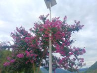 楼台乡：紫薇花开夏意浓