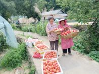 楼台乡：瓜果飘香采摘忙 大棚经济促增收