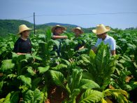 科技助農(nóng)“送技下鄉(xiāng)” 指尖種煙“天惠”田間