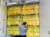 深河乡：仲夏时节烤烟忙