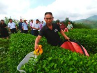 深河乡开展大宗茶机采暨茶园管护培训