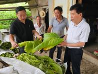 官渡镇万亩“金叶”喜丰收