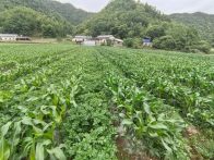 竹山特色蔬菜“柳林洋芋”上市