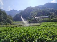 大庙乡：无人机“飞防” 助力茶园科学管护