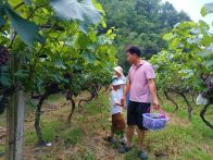 楼台乡：葡萄采摘正当时