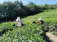 上庸镇：大宗茶采摘促农增收