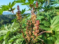 溢水镇：小蓖麻孕育大产业