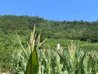 大庙乡：筑牢安全防线 守护烟叶“金叶子”