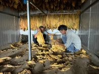 楼台乡：“金叶”飘香烟农忙  烟叶采收正当时