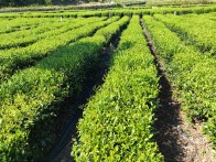 竹坪乡：茶园管护促增收