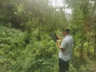 溢水镇：开展松树钻蛀类害虫调查 筑牢松林生态防线