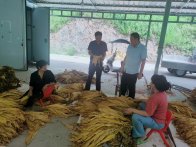 大庙乡：技术赋能烟叶烘烤　助力产业提质增效