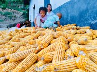 麻家渡镇：玉米晾晒忙 绘就好“丰”光