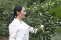 九里潭村青麻椒丰收