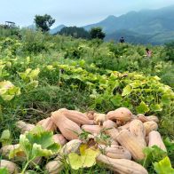 溢水镇：油茶林里结南瓜 林下掘金促增收