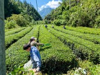 大庙乡：秋管正当时 采茶促增收