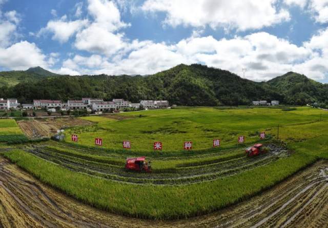 3000亩“竹山硒米”进入收割季