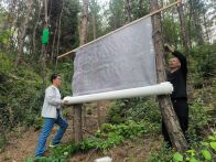 麻家渡镇：全域查松树钻蛀类害虫 筑牢森林生态安全屏障