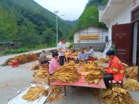 楼台乡：烟叶喜丰收 铺就致富路