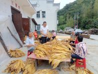 楼台乡：高山种出“黄金叶”  助农增收展新颜