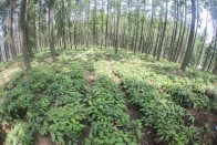 人大建议“落地生金” 竹山林下经济绘新篇