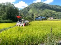 双台乡：风吹稻谷响  水稻丰收忙