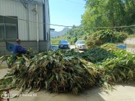 樓臺鄉(xiāng)：千余噸秸稈變廢為寶成綠色飼料