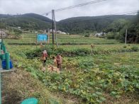 秦古镇百亩南瓜喜获“甜蜜订单”