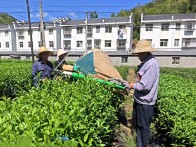 采秋茶制“大茶” 帶農致富有人夸