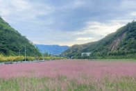 上庸镇：百亩粉黛迎宾客 一镇花香引客流