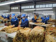 官渡镇：烟叶飘香迎丰收 金叶铺就致富路