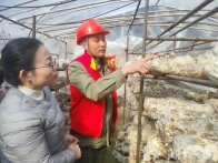 电力服务进大棚  护航香菇产业发展