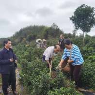 麻家渡镇：秋冬茶园“精”管护 绘就来年好“丰”景