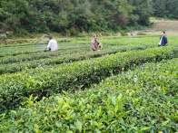 楼台乡：秋季茶园管护忙