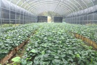 竹山九华山林场：16个育苗棚育出百万株淫羊藿苗