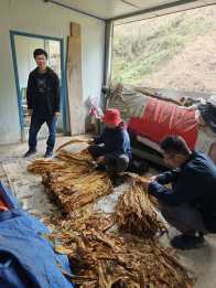 官渡镇：驻村干部深耕田垄间 精准服务暖透烟农心