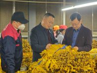 官渡镇：真情服务烟农 绘就产业振兴新图景